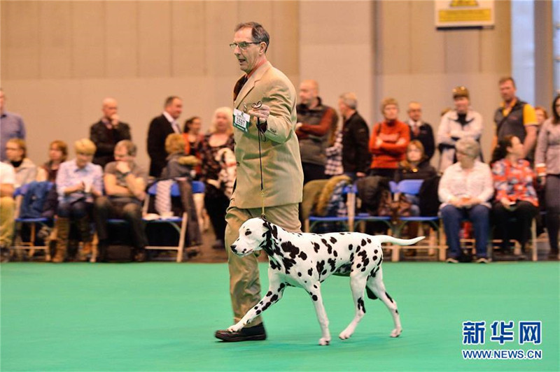 Weltweit gr??te Hundeschau in Birmingham