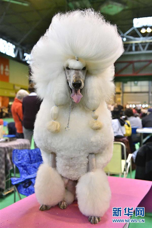 Weltweit gr??te Hundeschau in Birmingham