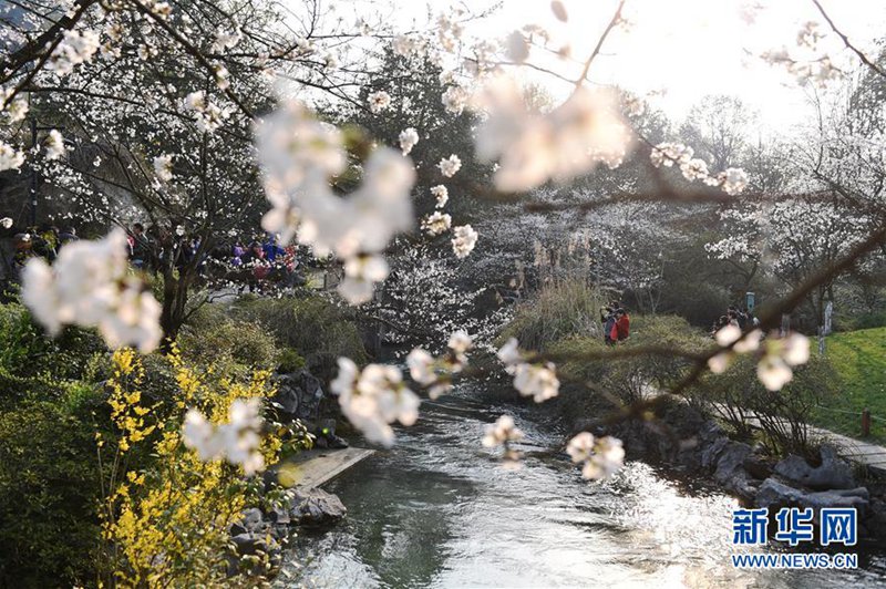 Kirschblüte in Hangzhou 