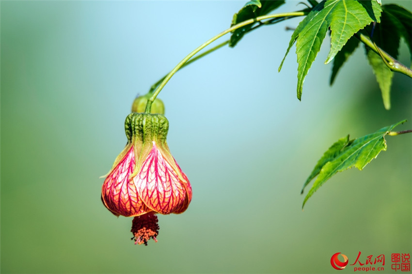 Frühlingsfarben im Botanischen Garten in Xiamen