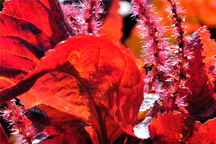 Frühlingsfarben im Botanischen Garten in Xiamen