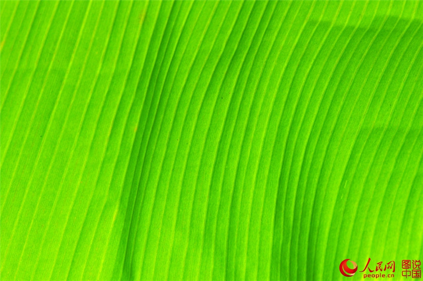 Frühlingsfarben im Botanischen Garten in Xiamen