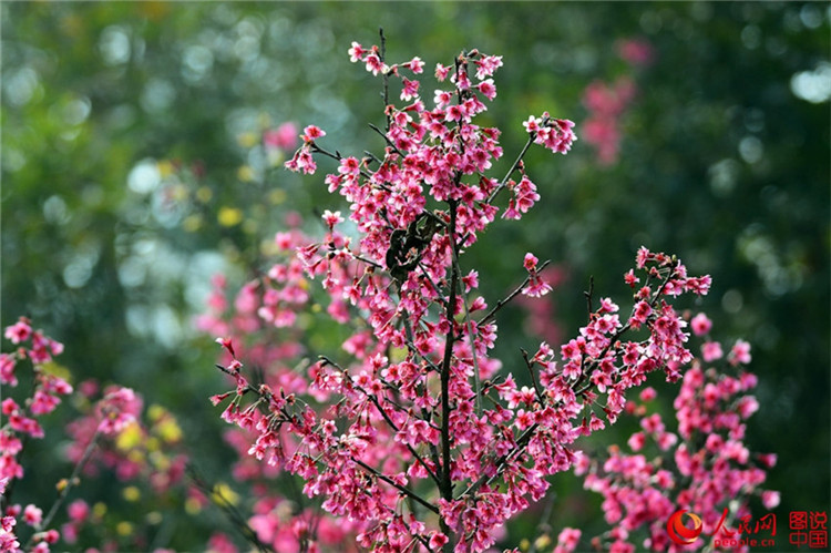 Frühlingsfarben im Botanischen Garten in Xiamen