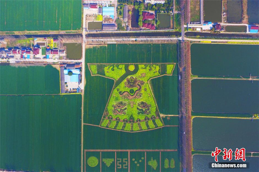 ?Kaiserrobe“ auf dem Rapsfeld