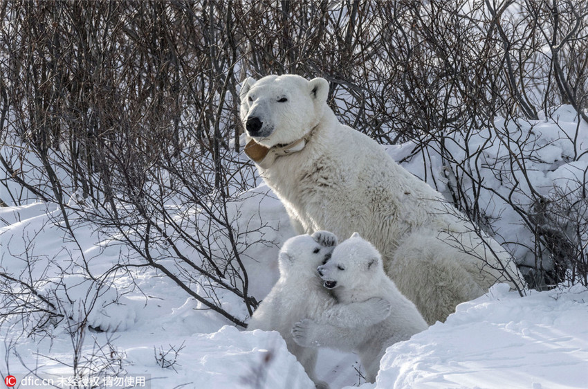 Entzückende Momente der Eisb?renbabys