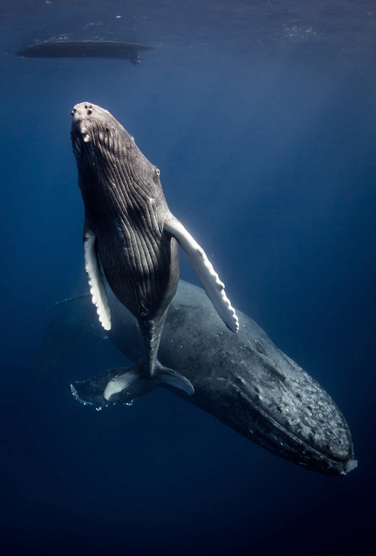 Die besten Unterwasserfotos der Welt