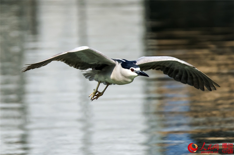 Junge Seidenreiher genie?en den Frühling am Yuandang-See