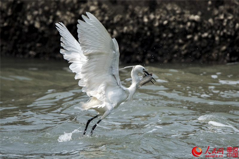 Junge Seidenreiher genie?en den Frühling am Yuandang-See