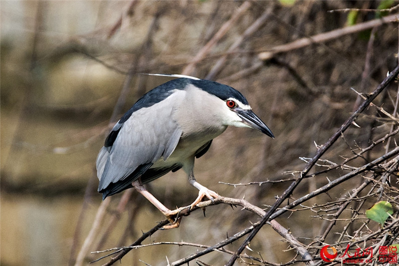 Junge Seidenreiher genie?en den Frühling am Yuandang-See