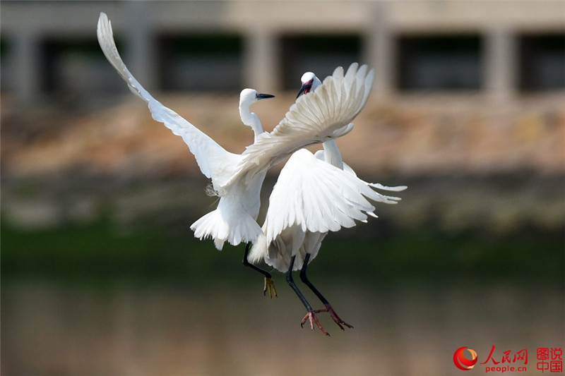 Junge Seidenreiher genie?en den Frühling am Yuandang-See