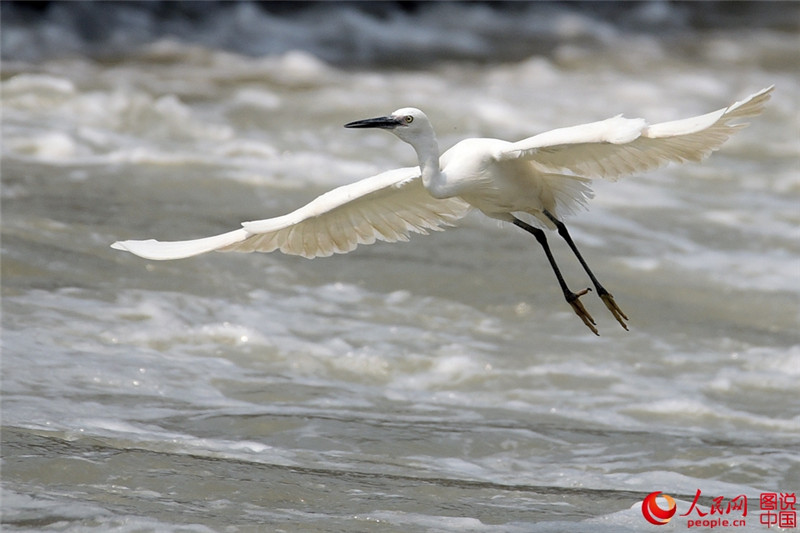 Junge Seidenreiher genie?en den Frühling am Yuandang-See