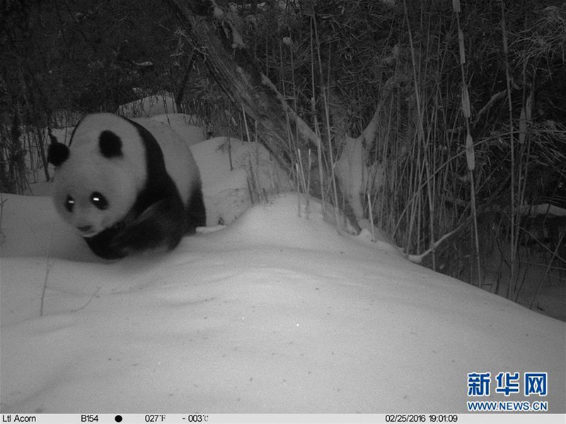 Wildlebender Pandab?r streift durch den Schnee