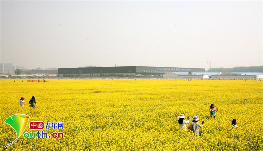 Auch Beijing bietet blühende Rapsfelder