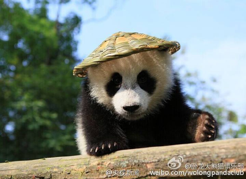 ?Kung Fu Panda“ in Sichuan