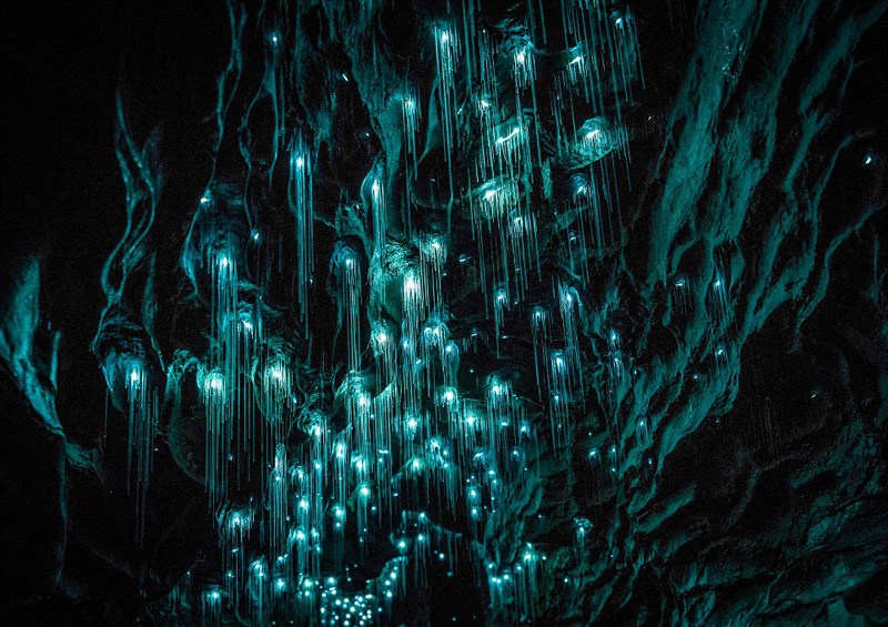 Magische Glühwürmchen-H?hle in Neuseeland