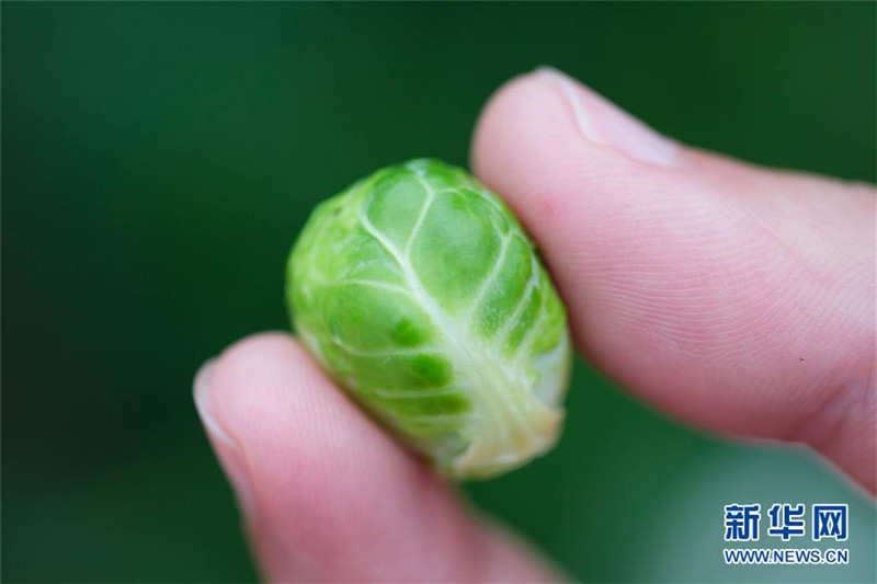 Für den kleinen Hunger – Rosenkohl erobert China