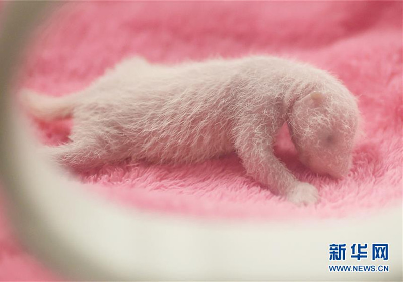 Pandazwillinge erblicken in Chengdu das Licht der Welt