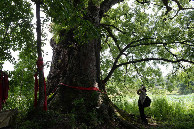 Neun Personen umarmen einen 600-j?hrigen Baum