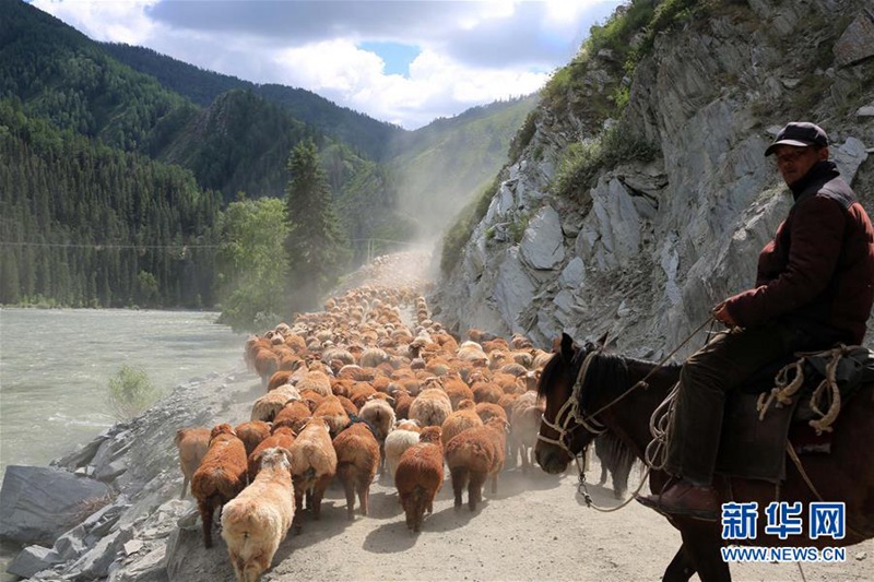 Sommerviehtrieb in Altay