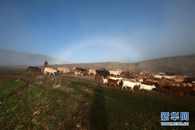 Sommerviehtrieb in Altay
