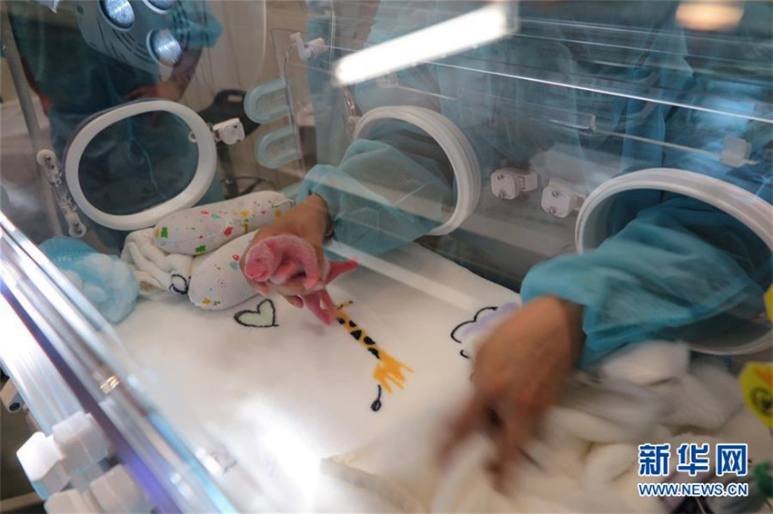 Panda in Macao bringt Zwillinge zur Welt