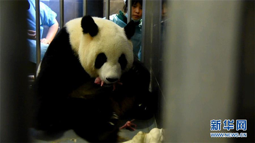 Panda in Macao bringt Zwillinge zur Welt
