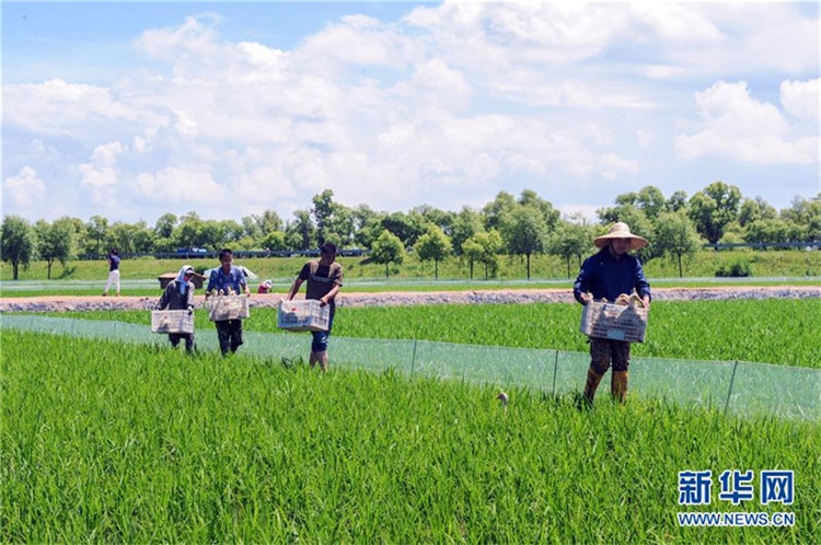 Enten in Heilongjianger Reisfeldern