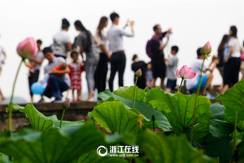Lotus auf dem Westsee in vollster Blüte