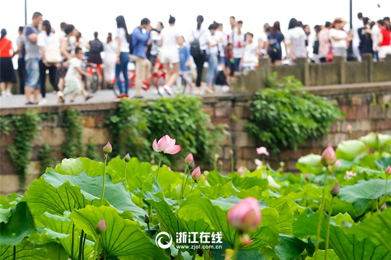 Lotus auf dem Westsee in vollster Blüte
