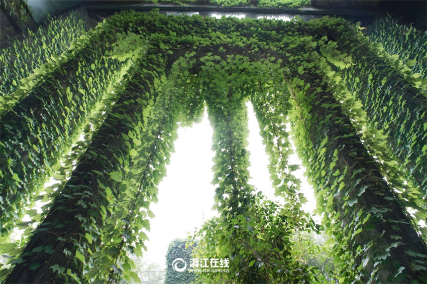 Wie aus dem M?rchen – Grün umranktes Haus in Wenzhou