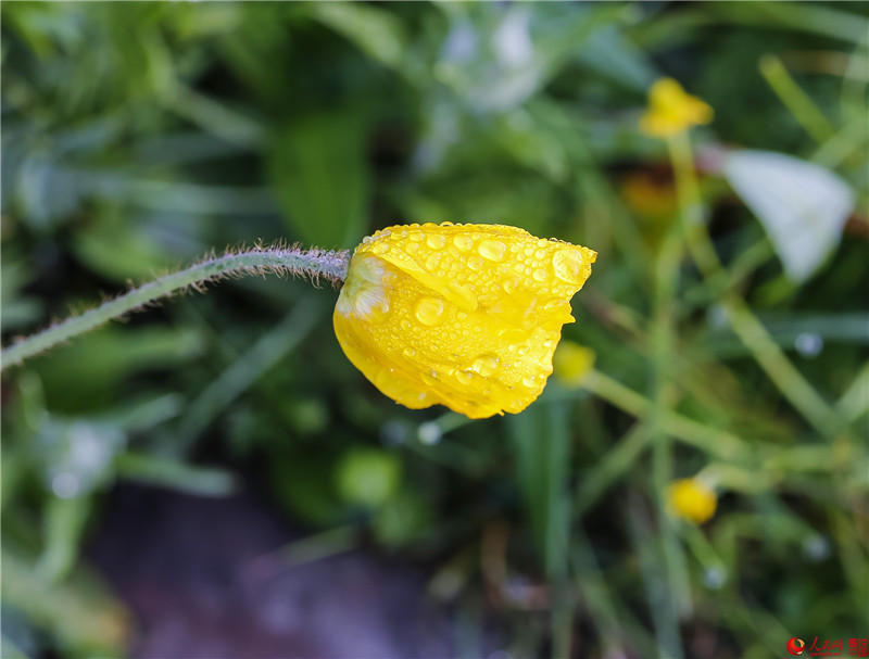 Luya-Berge in Shanxi: Natürliche Sauerstoff-Bar