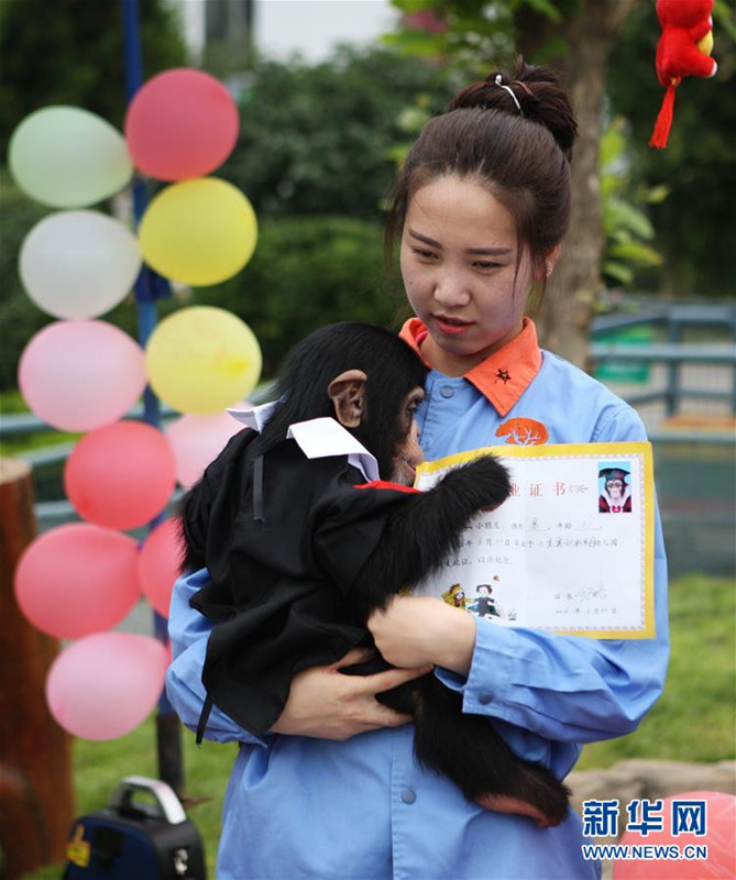 Abschluss eines Schimpansen