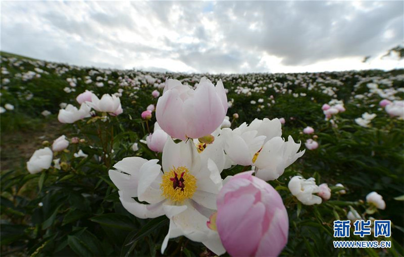 Die Sch?nheit des Graslands von Xilingol