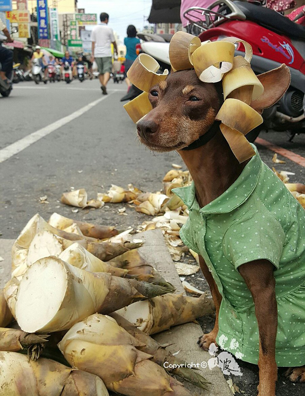 Ein bunter Hund und freche Früchtchen