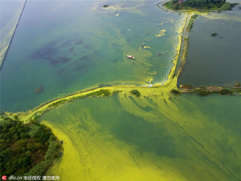 Die pittoresken Wasserfarben einer Algenplage
