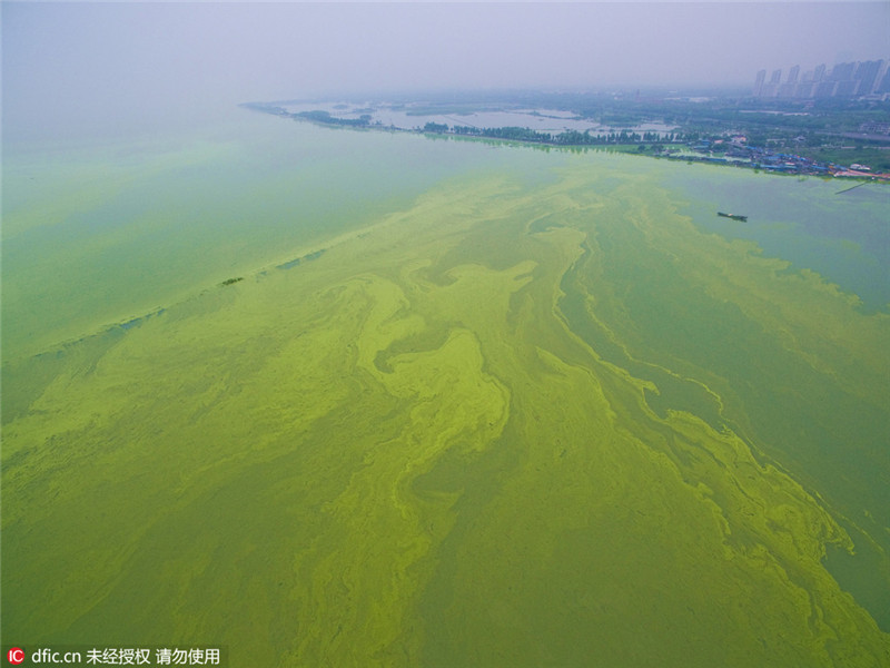 Die pittoresken Wasserfarben einer Algenplage