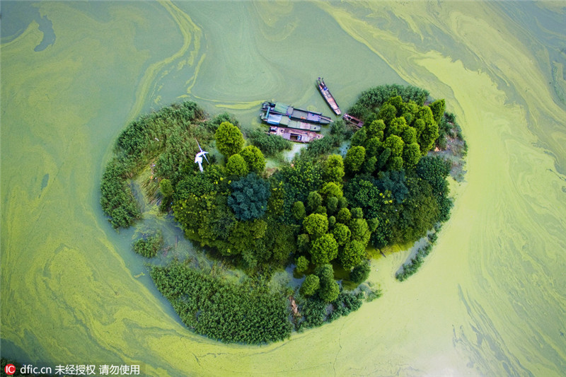 Die pittoresken Wasserfarben einer Algenplage