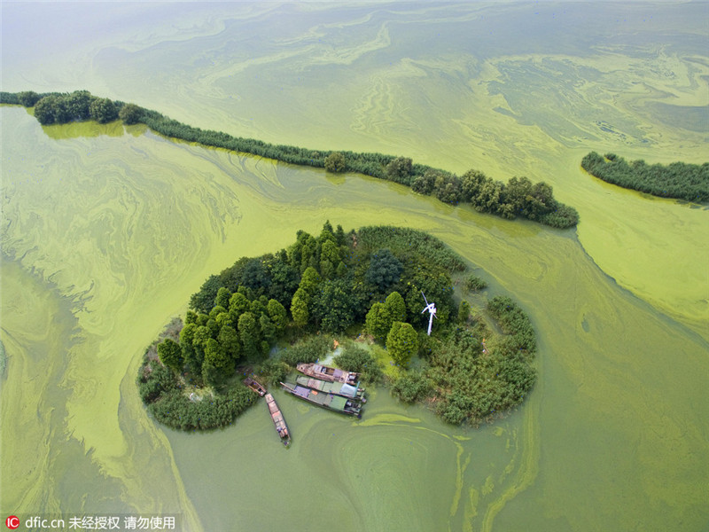 Die pittoresken Wasserfarben einer Algenplage