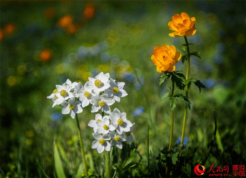 Faszinierender Sayram-See in Xinjiang