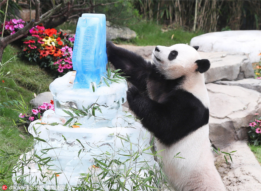 Panda-Ehepaar in Südkorea feiert Geburtstag