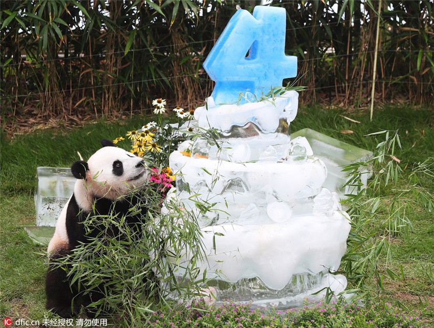 Panda-Ehepaar in Südkorea feiert Geburtstag