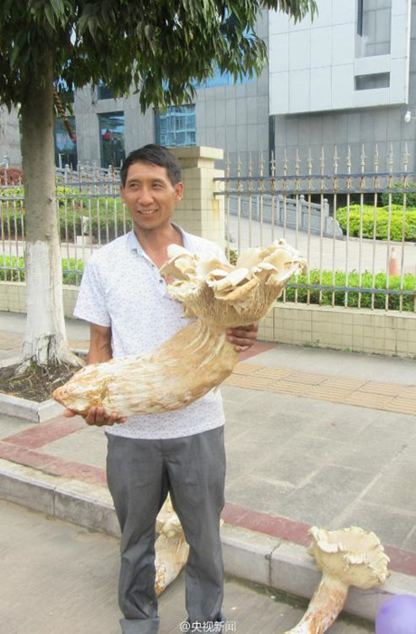 Yunnan: Ein Dorfbewohner entdeckt drei riesige Waldpilze