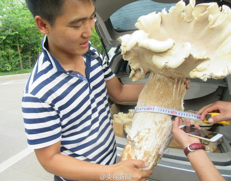 Yunnan: Ein Dorfbewohner entdeckt drei riesige Waldpilze