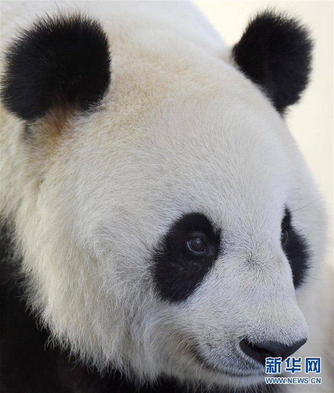 Altenheim der Pandas in Sichuan