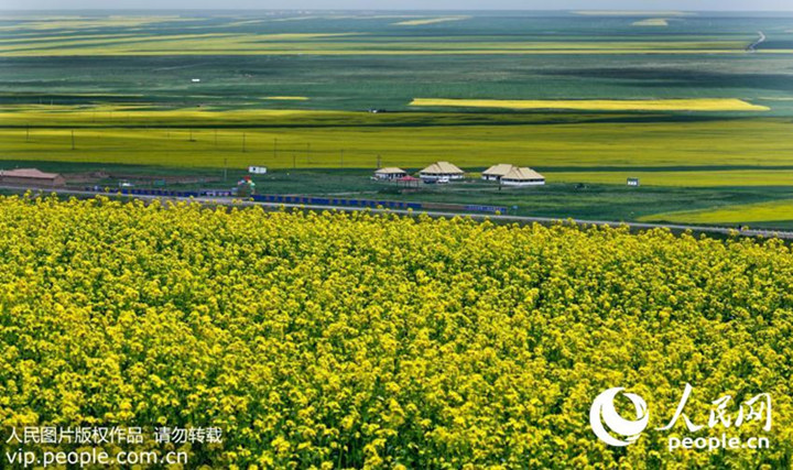 Die goldenen Felder von Minle
