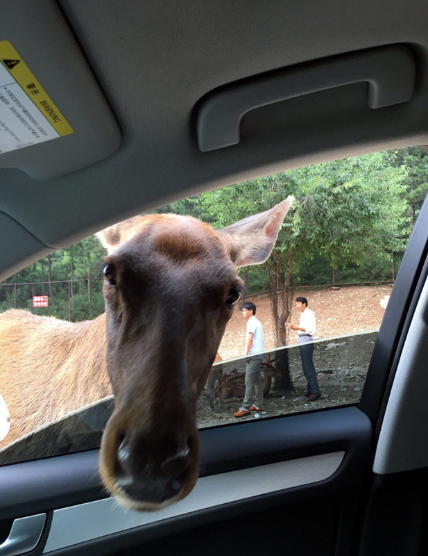 Ein schrecklicher Unfall im Wildtierpark Badaling