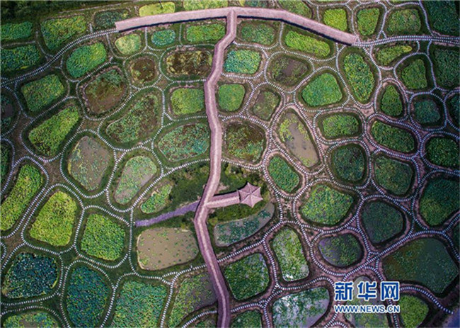 66667 Quadratmeter Lotusteiche in Form von Schmucksteinen