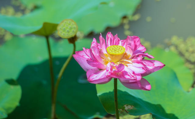 66667 Quadratmeter Lotusteiche in Form von Schmucksteinen