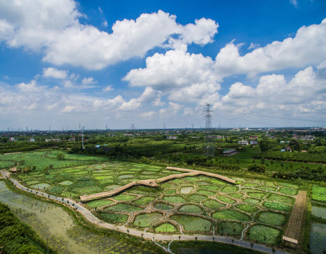 66667 Quadratmeter Lotusteiche in Form von Schmucksteinen