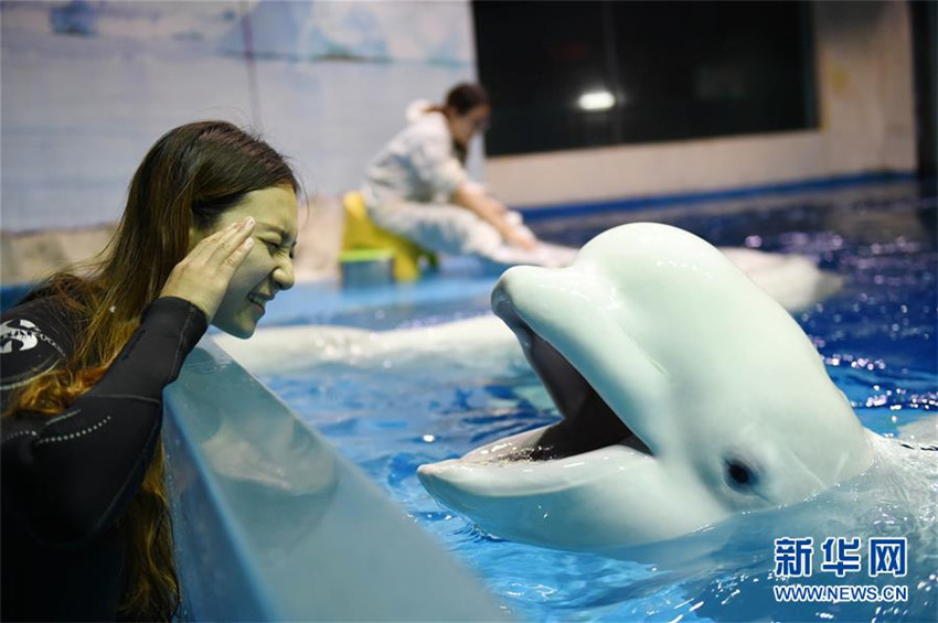 Junge Wei?wal-Trainerin in Harbin